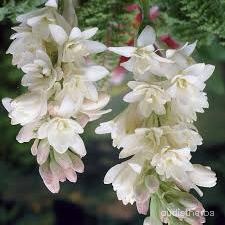augmented_Polianthes tuberosa flower1_flipped_ud.jpeg